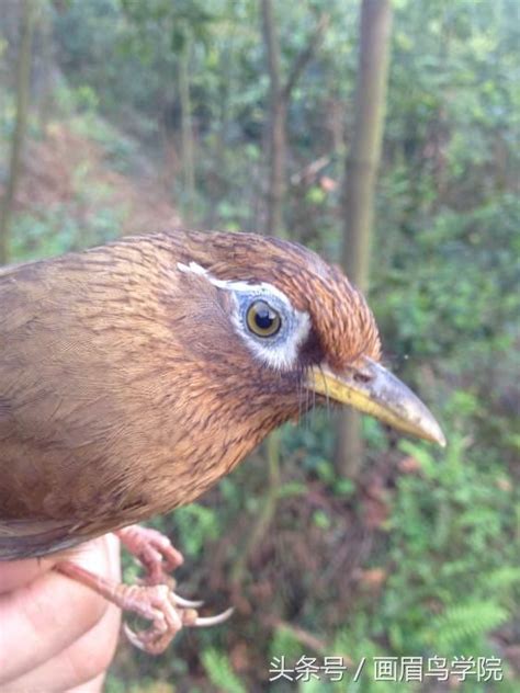 畫眉鳥可以養嗎